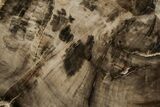 Polished, Petrified Wood (Metasequoia) Stand Up - Oregon #193737-2
